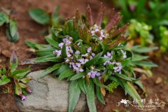 红紫桂竹香Erysimum roseum