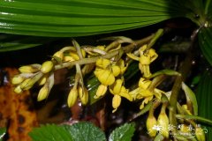 疏花仙茅Curculigo gracilis