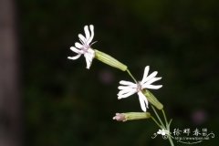 宁夏蝇子草Silene ningxiaensis