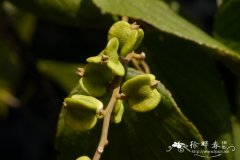 毛咀签Gouania javanica