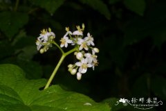 山荷叶Diphylleia sinensis