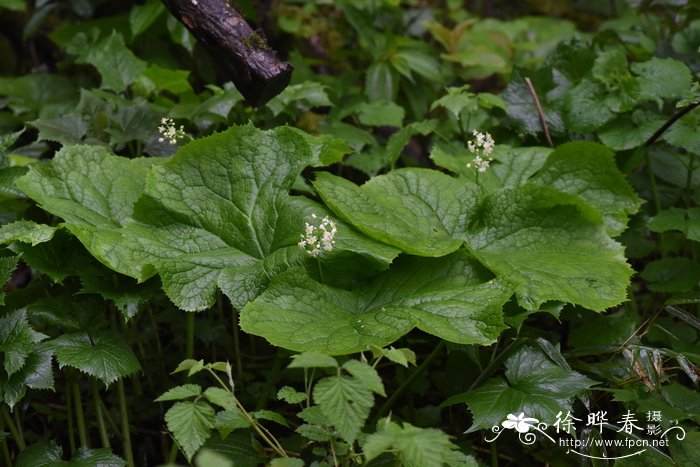 山荷叶Diphylleia sinensis