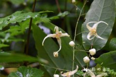 巫山淫羊藿Epimedium wushanense