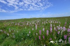 甘肃马先蒿 Pedicularis kansuensis