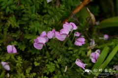 大管马先蒿Pedicularis macrosiphon