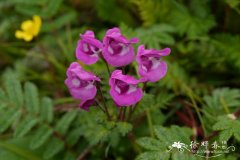 刺冠谬氏马先蒿Pedicularis mussotii var. lophocentra