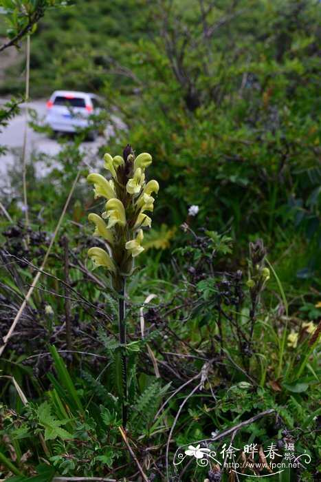 等裂马先蒿Pedicularis paiana