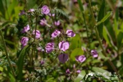 普氏马先蒿Pedicularis przewalskii