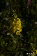 半扭卷马先蒿Pedicularis semitorta