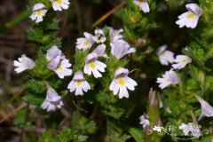 小米草Euphrasia pectinata