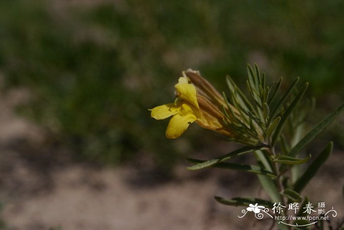 蒙古芯芭Cymbaria mongolica