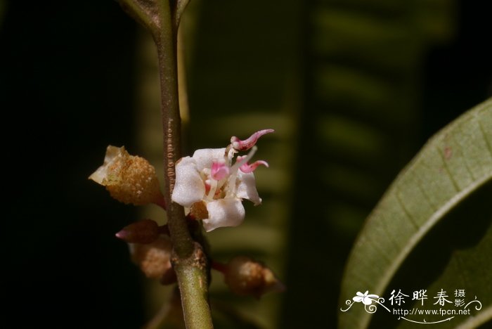 柏拉木Blastus cochinchinensis