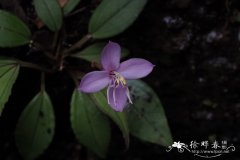 庄氏异药花Fordiophyton zhuangiae