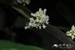 银叶杜茎山Maesa argentea