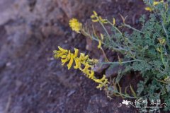 灰绿黄堇Corydalis adunca