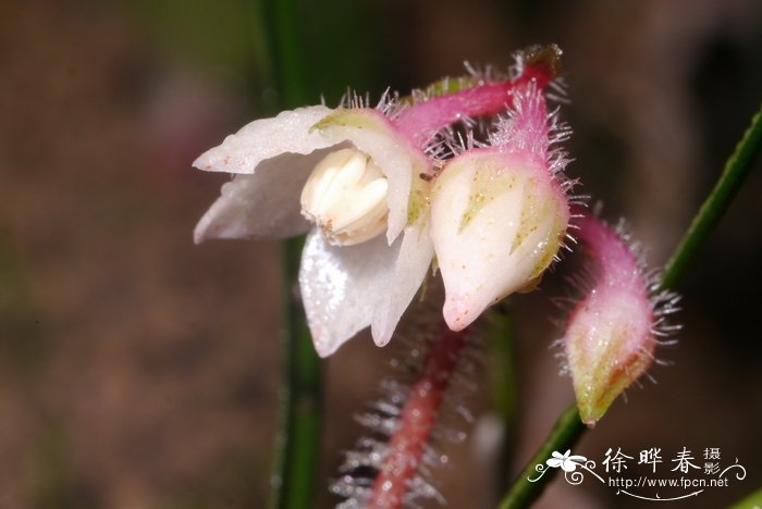 心叶紫金牛Ardisia maclurei