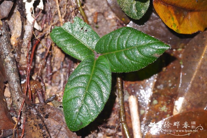 心叶紫金牛Ardisia maclurei