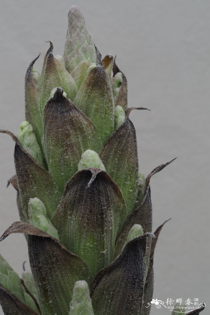 高山龙舌凤梨Puya alpestris