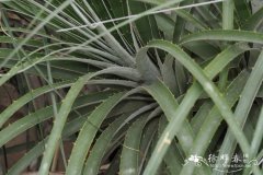 高山龙舌凤梨Puya alpestris