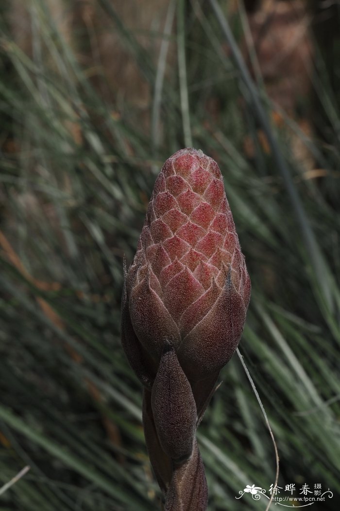 秀丽龙舌凤梨Puya venusta