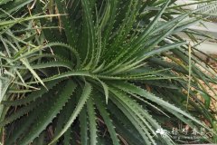 大叶小雀舌兰Dyckia frigida