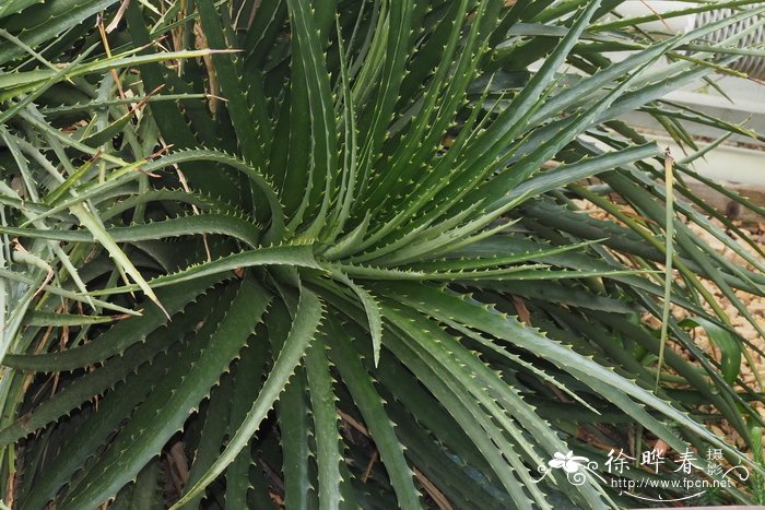 大叶小雀舌兰Dyckia frigida