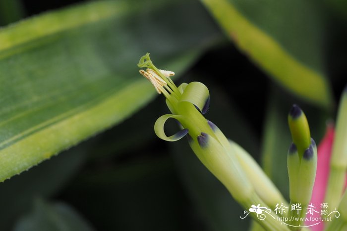 愉悦水塔花Billbergia amoena