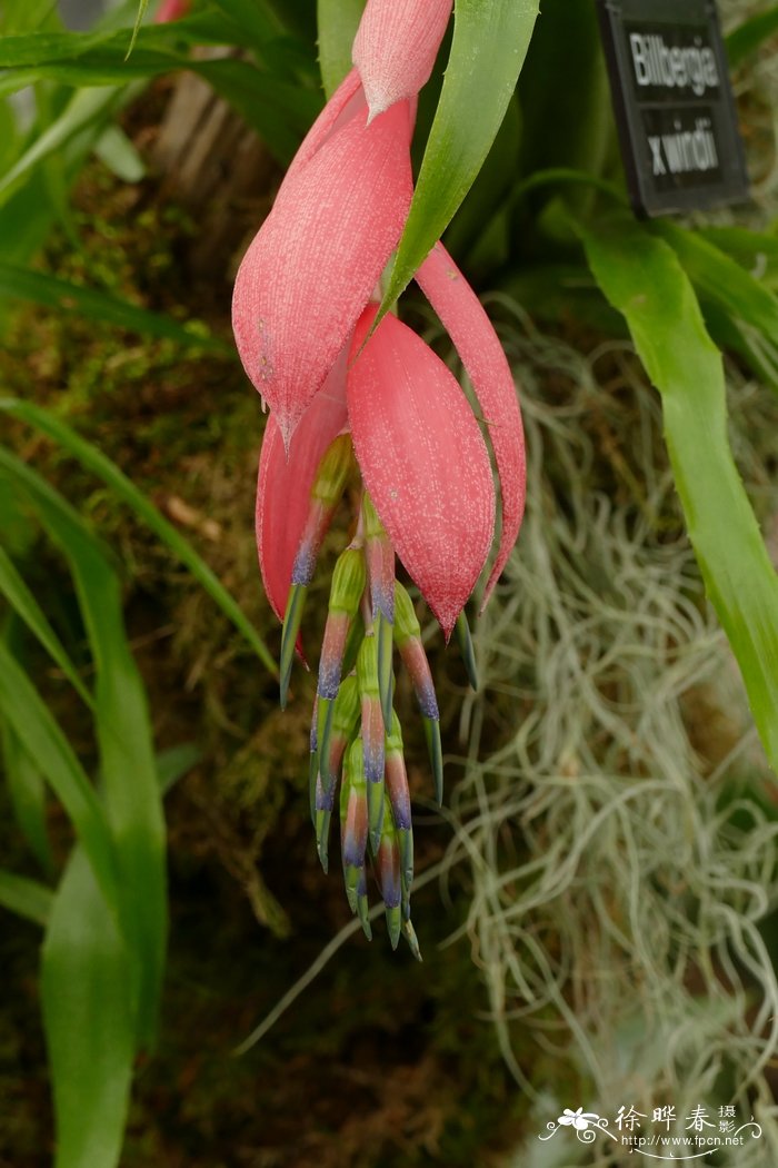 温迪水塔花Billbergia windii