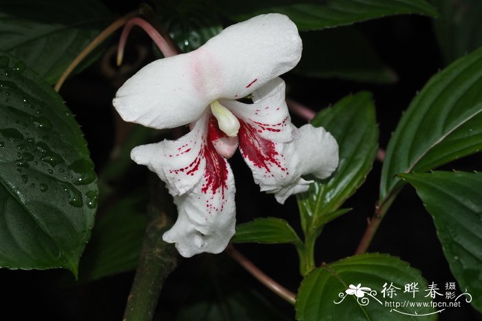 巨花凤仙 Impatiens grandis