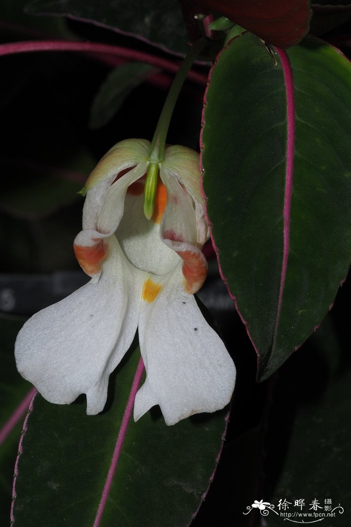 '秘爱'龙州凤仙花Impatiens morsei 'Secret Love'