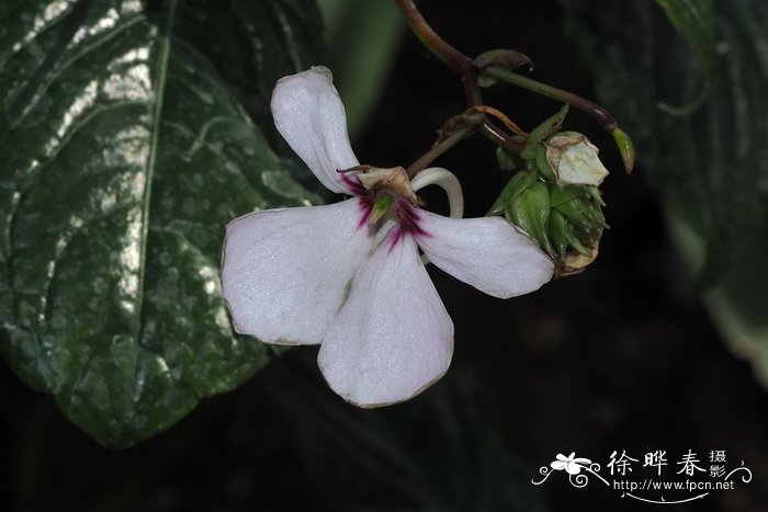 Impatiens teitensis