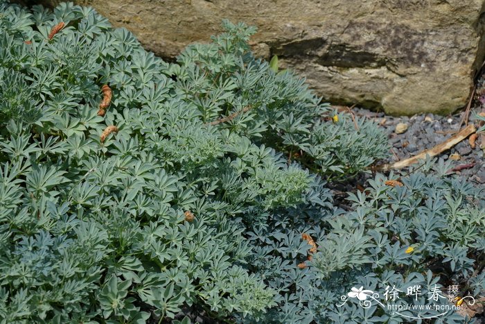 多叶旱金莲 Tropaeolum polyphyllum