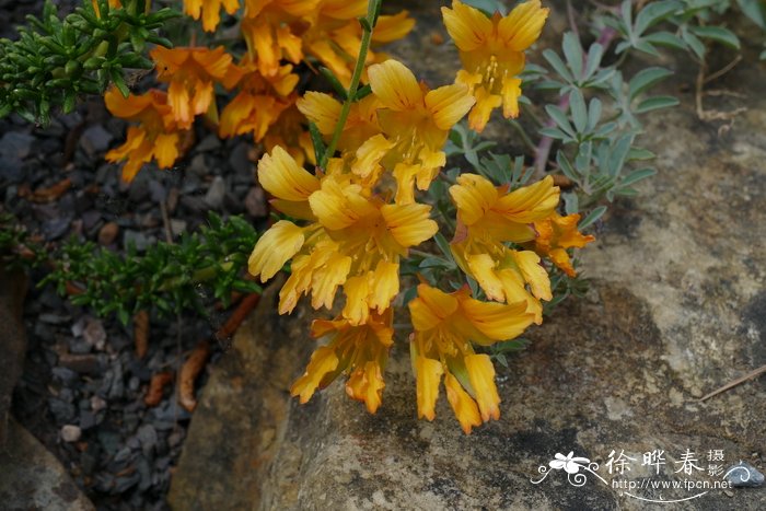 多叶旱金莲 Tropaeolum polyphyllum