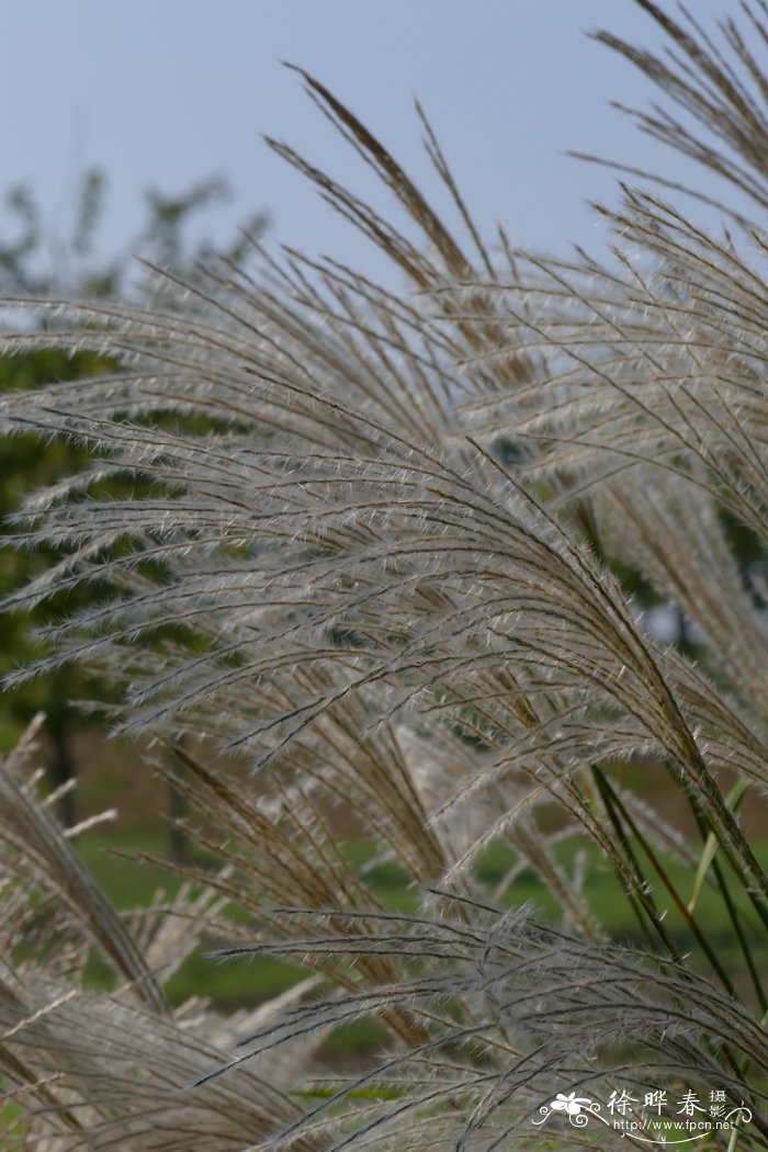 粉黛乱子草Muhlenbergia capillaris