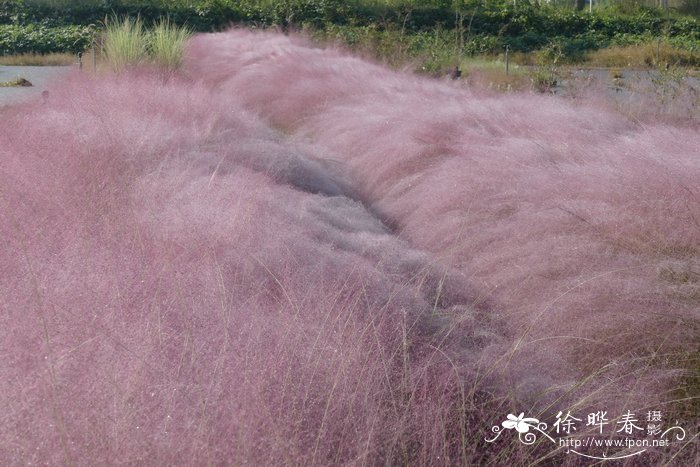 粉黛乱子草Muhlenbergia capillaris