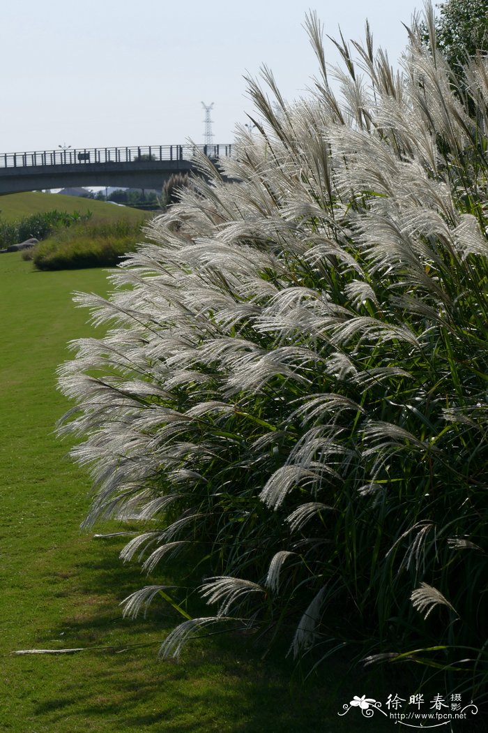 荻Miscanthus sacchariflorus