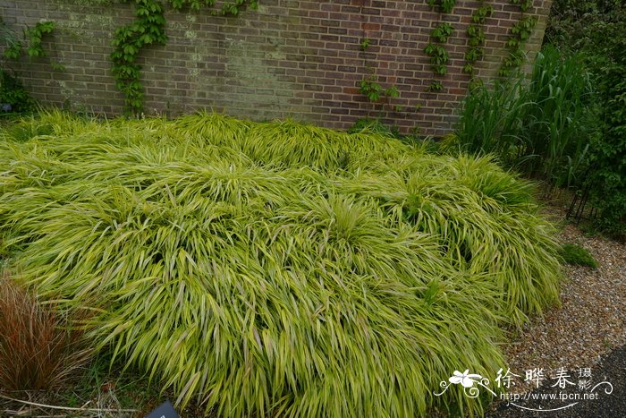 金叶'箱根草Hakonechloa macra 'Alboaurea''