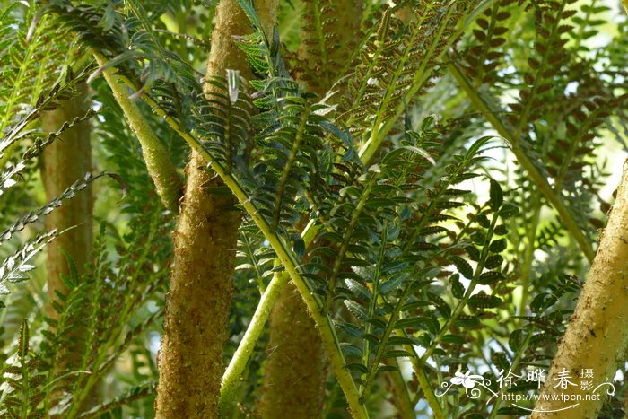 沃纳合囊蕨 Marattia werneri