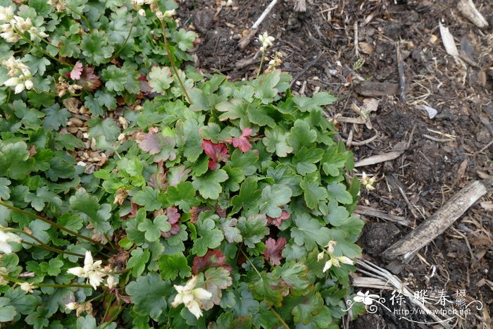 具苞肾形草 Heuchera bracteata