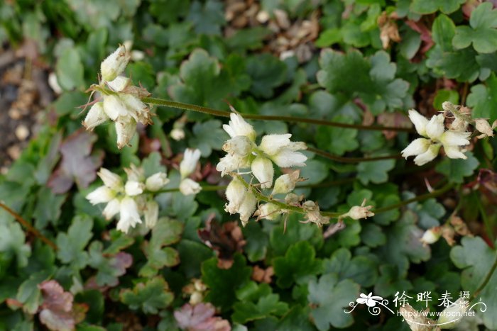 具苞肾形草 Heuchera bracteata