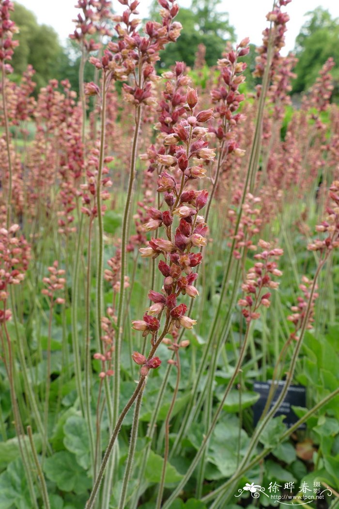 塔顶矾根 Heuchera cylindrica