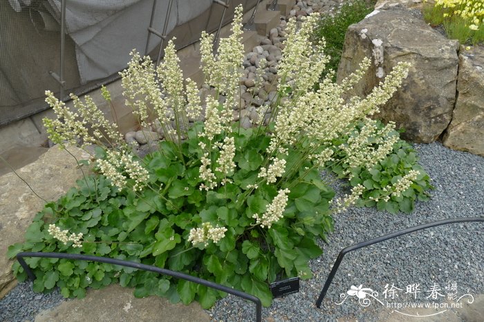 塔顶矾根 Heuchera cylindrica