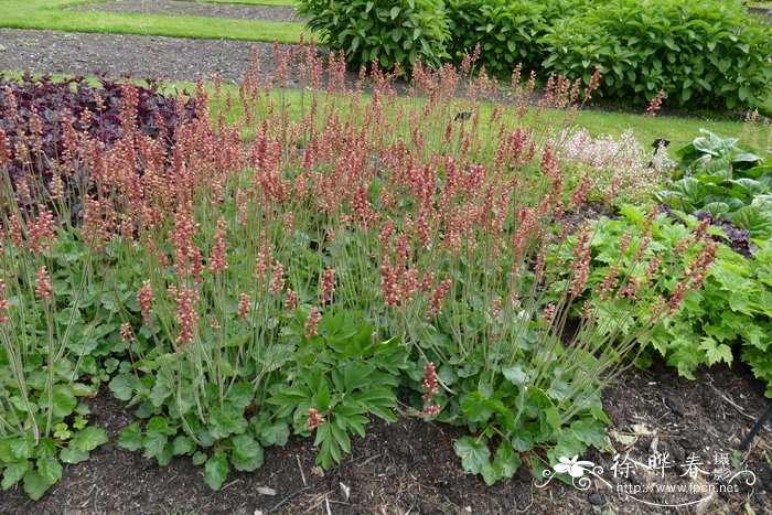 塔顶矾根 Heuchera cylindrica