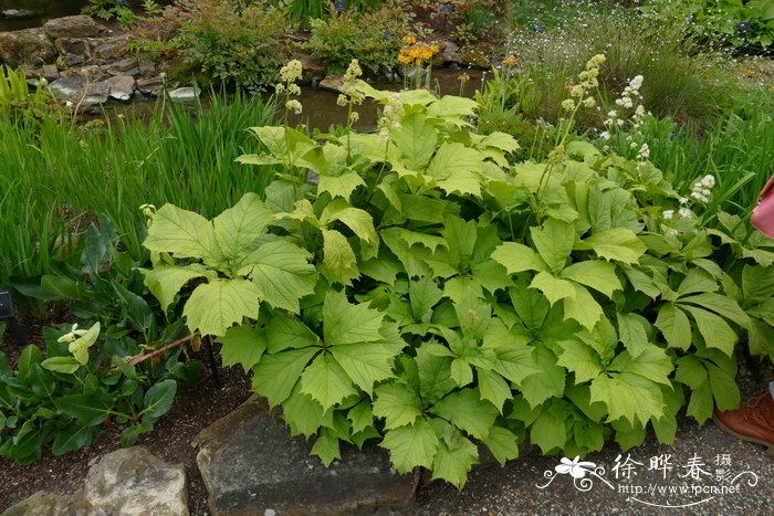 鬼灯檠 Rodgersia podophylla