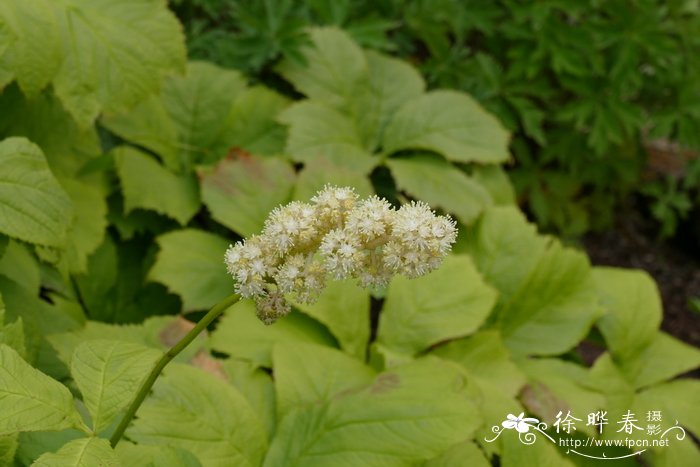 鬼灯檠 Rodgersia podophylla