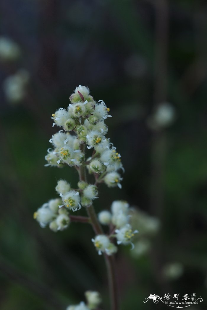 多毛肾形草 Heuchera pilosissima