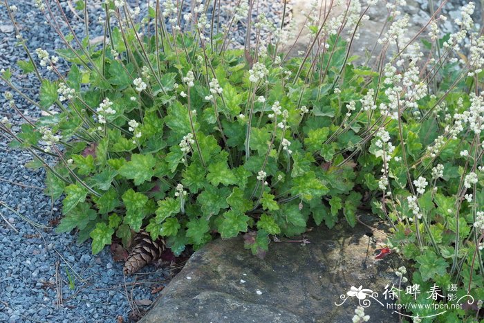 多毛肾形草 Heuchera pilosissima