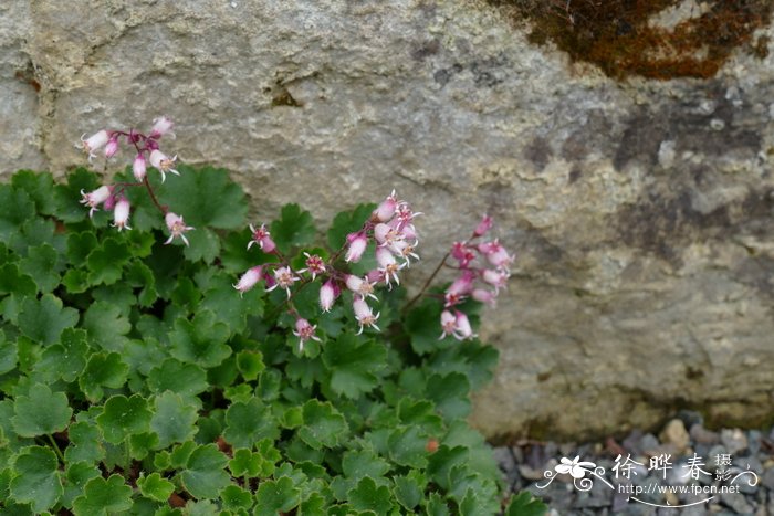 晚红肾形草 Heuchera rubescens