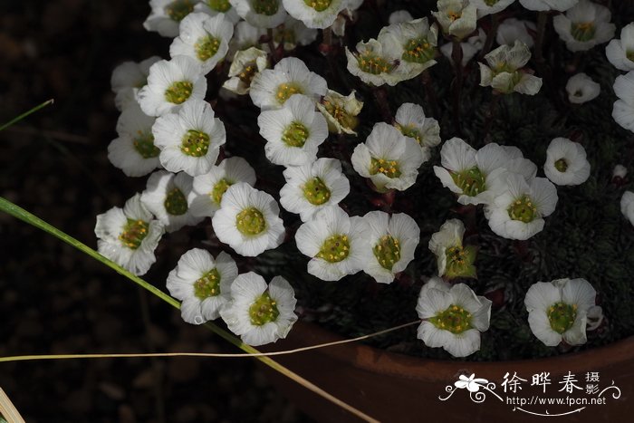 布瑟虎耳草 Saxifraga burseriana