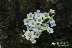 沟叶虎耳草 Saxifraga canaliculata